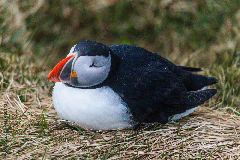 Naklejka premium Atlantic Puffins bird or common Puffin in ocean blue background. Fratercula arctica. Norway most popular birds.