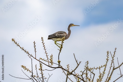 Heron perching on tree branch