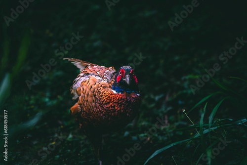 Colorful pheasant surrounded by lush greenery.