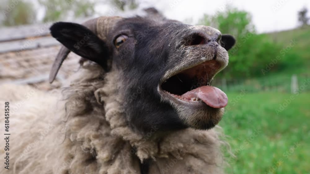 Close-Up of a Sheep Baaing and Licking its Lips Close-Up of a Sheep Baaing and Licking its Lips