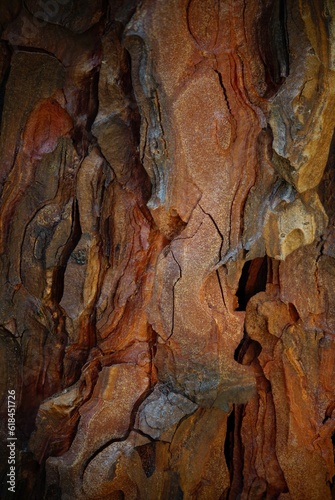 Close-up of the bark of a large tree