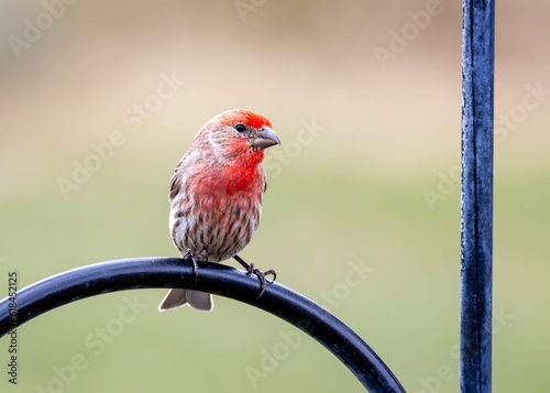 Fotografía Vibrant red finch perched atop a metal post.