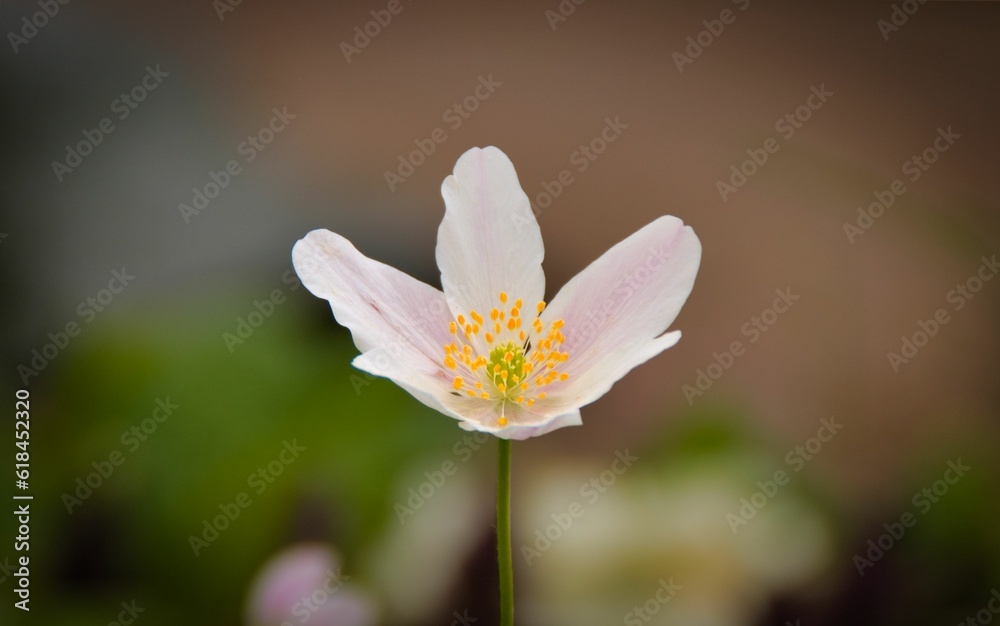 A picture of a white flower A picture of a white flower