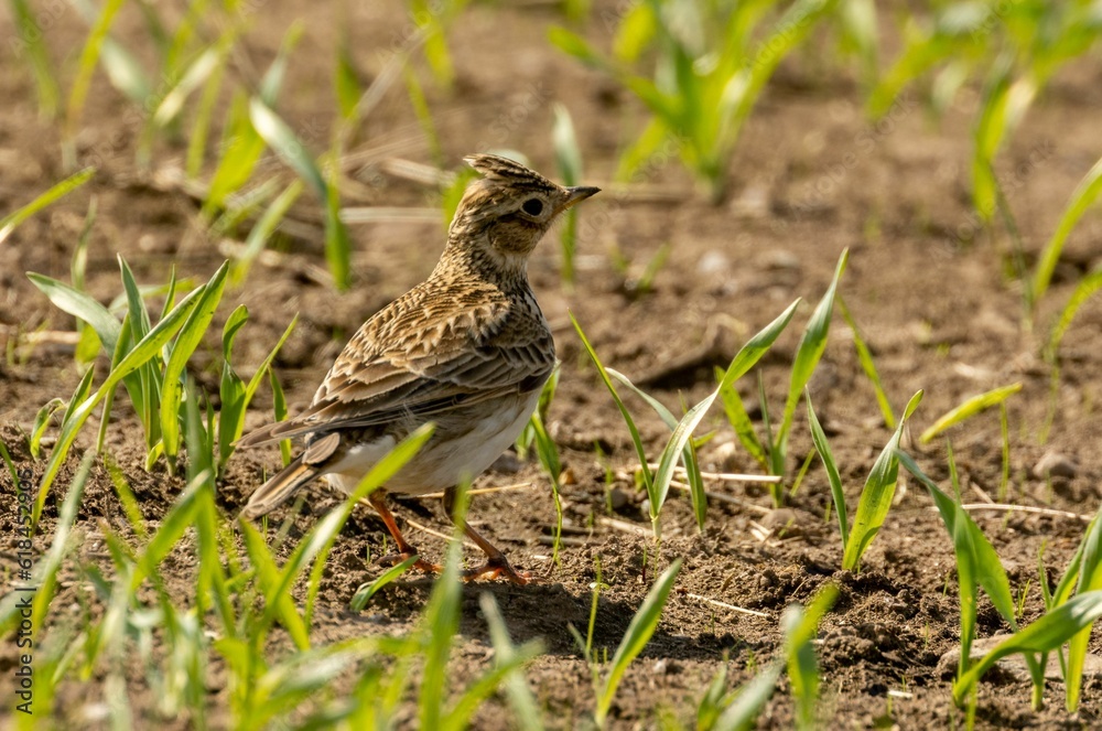 Beautiful skylark songbird in the summertime hiding in a crop field in the sunshine