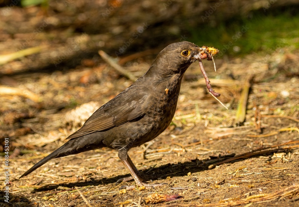 Obraz premium Female blackbird gathering worms