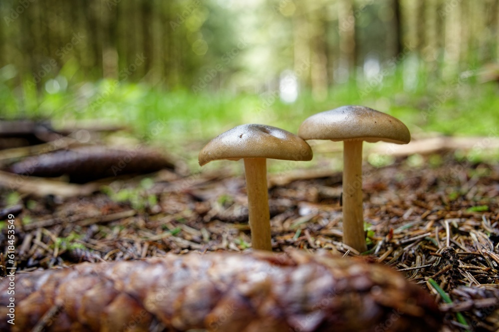 two mushrooms that are in the grass on the ground by some trees two mushrooms that are in the grass on the ground by some trees