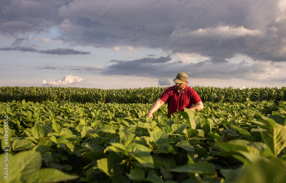 Young farmer in soybean fields