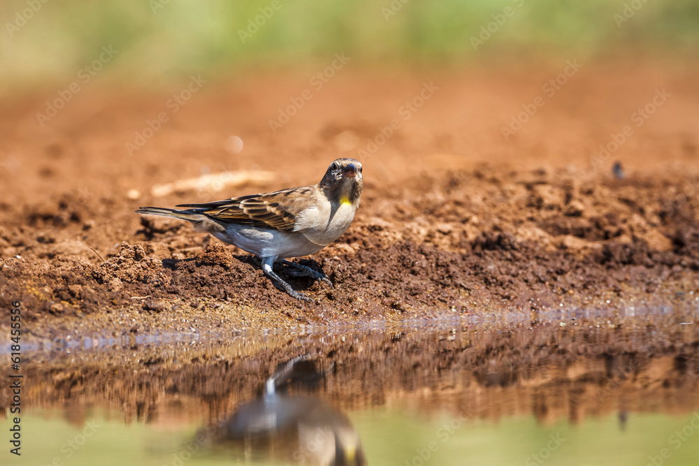 Yellow-throated Petronia at waterhole in Kruger National park, South Africa ; Specie Gymnoris superciliaris family of Passeridae Yellow-throated Petronia at waterhole in Kruger National park, South Africa ; Specie Gymnoris superciliaris family of Passeridae