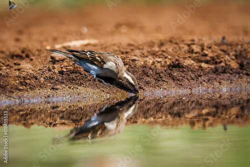 Yellow-throated Petronia drinking in waterhole with reflection in Kruger National park  South Africa   Specie Gymnoris superciliaris family of Passeridae