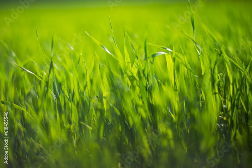 Fresh green grass on a sunny summer day close-up. Beautiful natural rural landscape with a blurred background for nature-themed design and projects