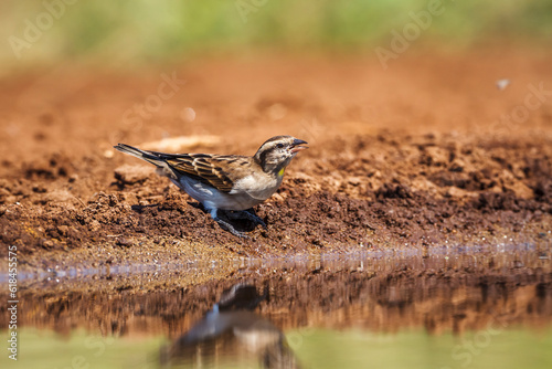 Yellow-throated Petronia at waterhole in Kruger National park, South Africa ; Specie Gymnoris superciliaris family of Passeridae