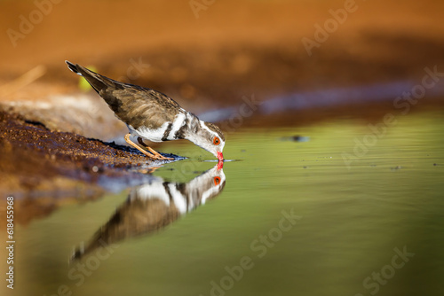 Three banded Plover drinking in waterhole with reflection in Kruger National park, South Africa ; Specie Charadrius tricollaris family of Charadriidae photo