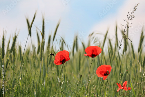 Mohn, Klatschmohn, Getreidefeld