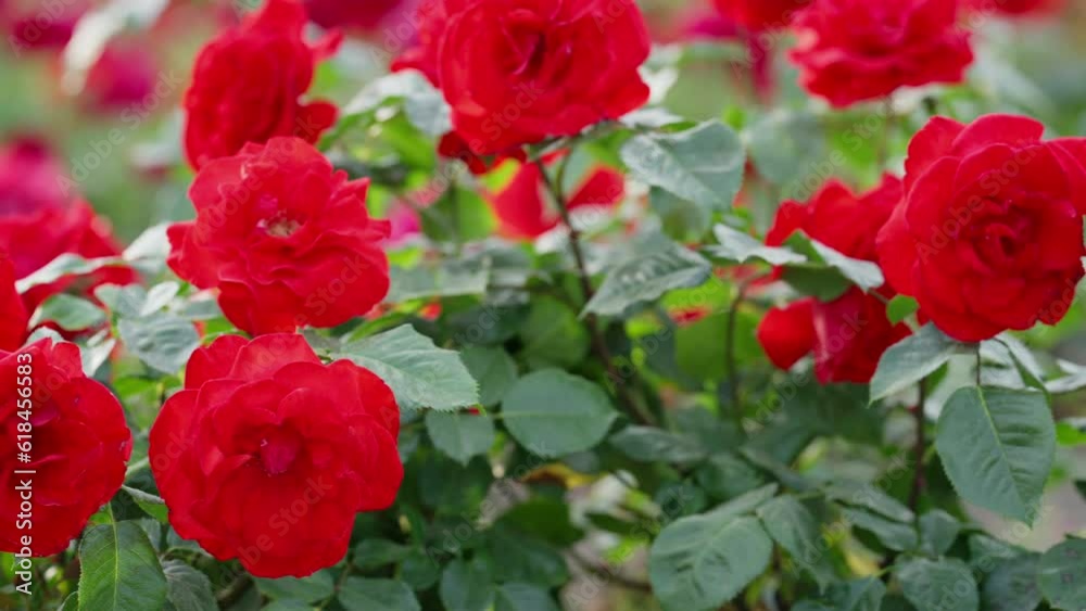 Romantic Red Rose Close-Up, Fresh Blooming Beauty in Garden Romantic Red Rose Close-Up, Fresh Blooming Beauty in Garden