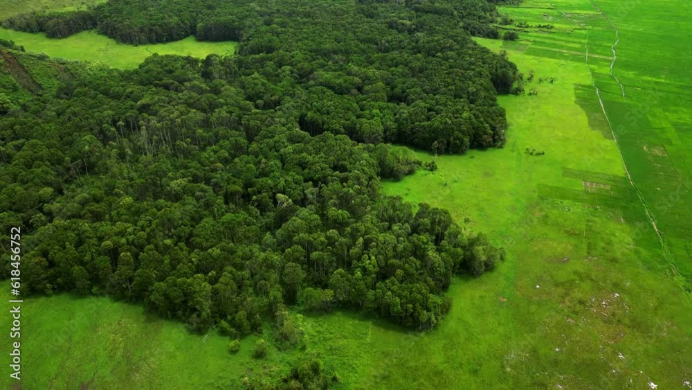 aerial view forest in the middle of a swamp aerial view forest in the middle of a swamp