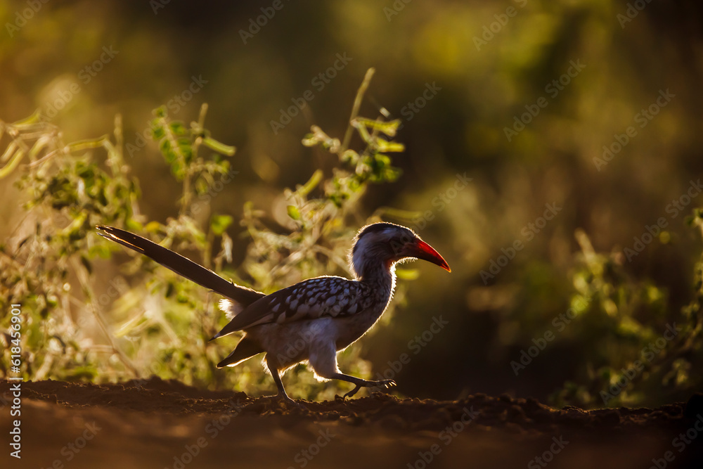 Fototapeta premium Southern Red billed Hornbill in backlit at dawn in Kruger National park, South Africa ; Specie Tockus rufirostris family of Bucerotidae