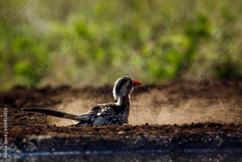 Southern Red billed Hornbill grooming in sand in Kruger National park, South Africa ; Specie Tockus rufirostris family of Bucerotidae photo