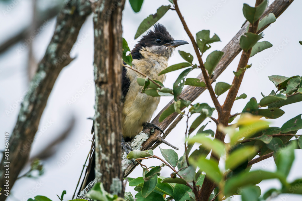 Obraz premium Pied Cuckoo hidding in a bush in Kruger National park, South Africa ; Specie Clamator jacobinus family of Cuculidae