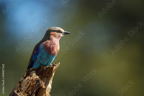 Lilac breasted roller standing on a log isolated in natural background in Kruger National park, South Africa   Specie Coracias caudatus family of Coraciidae © PACO COMO