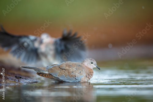 Laughing Dove bathing in watherhole in Kruger National park, South Africa ; Specie Streptopelia senegalensis family of Columbidae photo