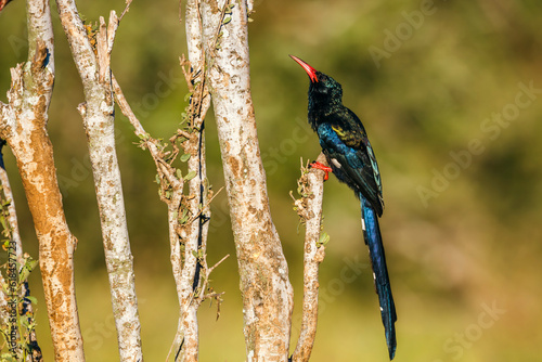 Green wood hoopoe standing on a branch isolated in natural background in Kruger National park, South Africa ; Specie Â Phoeniculus purpureus family of Phoeniculidae photo