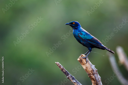 Cape Glossy Starling standing on a branch isolated in natural background in Kruger National park, South Africa ; Specie Lamprotornis nitens family of Sturnidae
