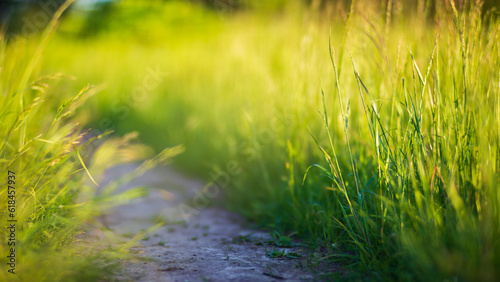 Fresh green grass on a sunny summer day close-up. Beautiful natural rural landscape with a blurred background for nature-themed design and projects