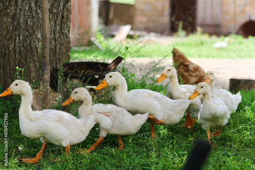 cute ducks walk in the yard.pets.Household.Agriculture.Home farm.Bird farm.Love for animals and care.Happy animals.Poultry farm.Beautiful photo of ducks. home zoo.animal protection.white ducks.chick.