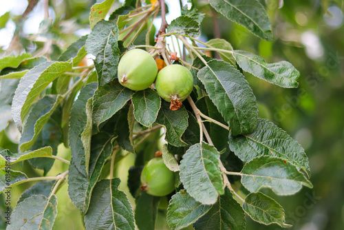 Fényképezés unripe apple on tree