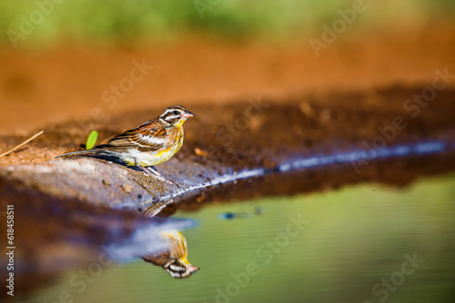 African Golden breasted Bunting at waterhole with reflection in Kruger National park, South Africa ; Specie Fringillaria flaviventris family of Emberizidae photo