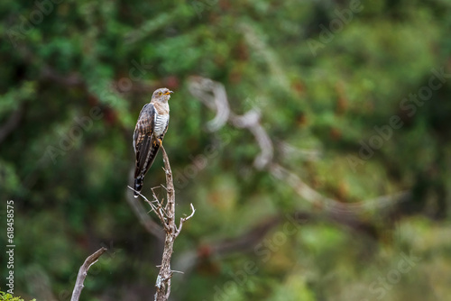 African Cuckoo standing on a branch in Kruger National park, South Africa ; Specie Cuculus gularis family of Cuculidae