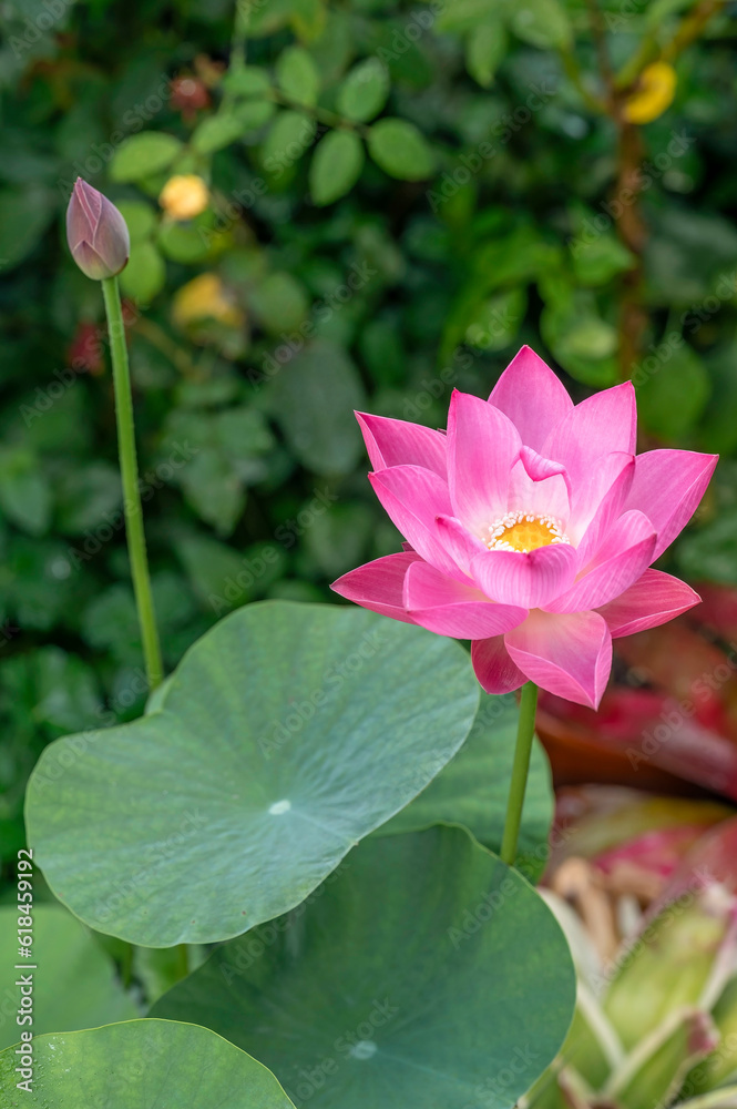 Pink lotus flower on a dwarf variety. Nelumbo nucifera 'Akari' growing in a water bowl in a garden in Tokyo Pink lotus flower on a dwarf variety. Nelumbo nucifera 'Akari' growing in a water bowl in a garden in Tokyo