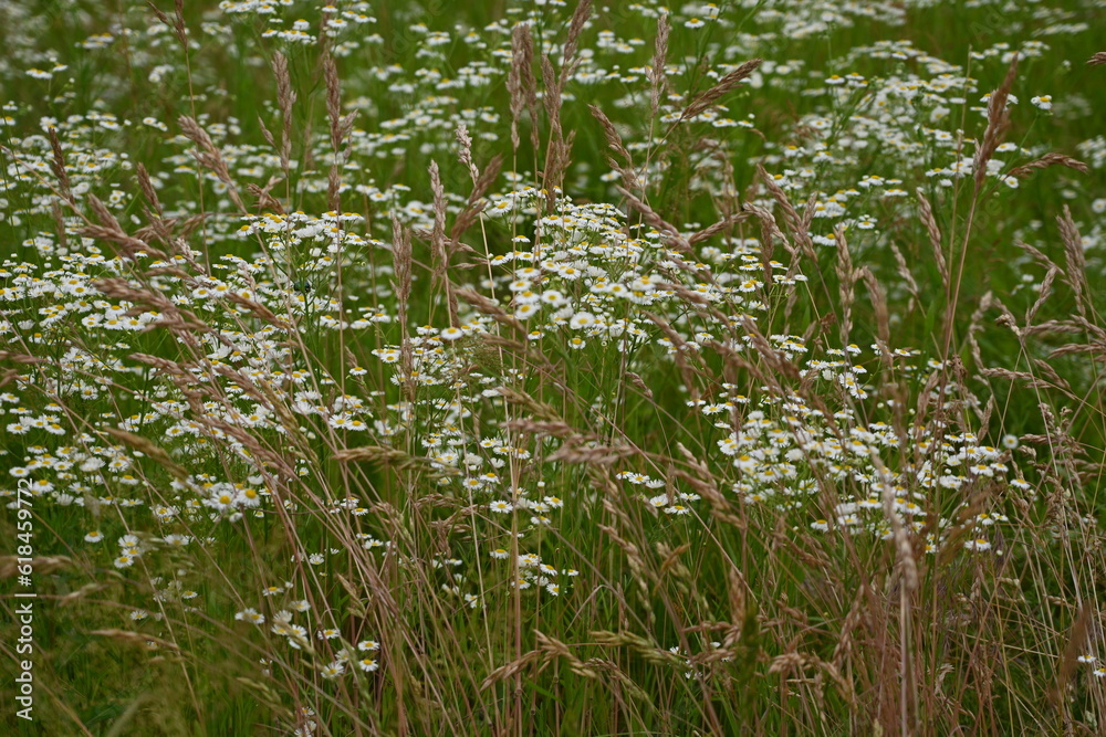 Obraz premium mental health concept, green meadow white daisies, eco white green natural background, chamomile meadow, green summer field