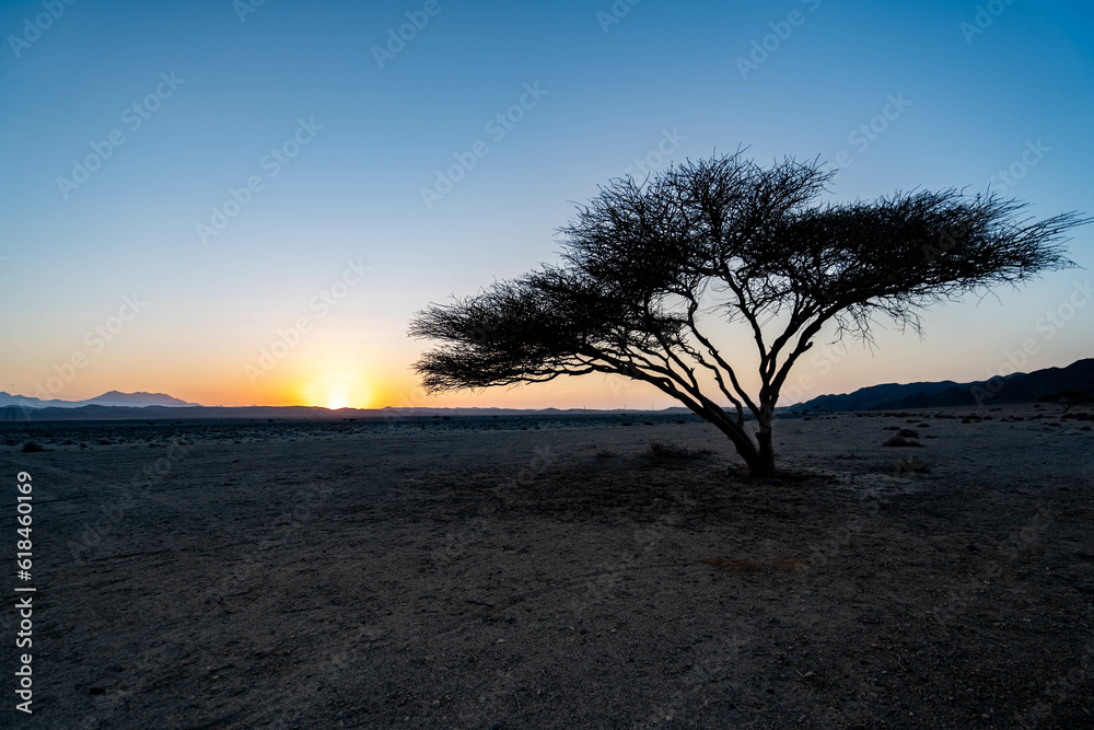 Natürliche Schönheit Ägyptens: Ein Baum im goldenen Licht des Sonnenuntergangs