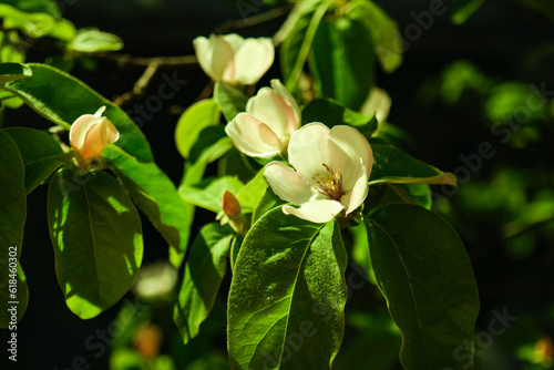 Flower photography, captures nature's beauty, colors, and textures in stunning detail, revealing the enchantment of delicate blooms. (ID: 618460302)