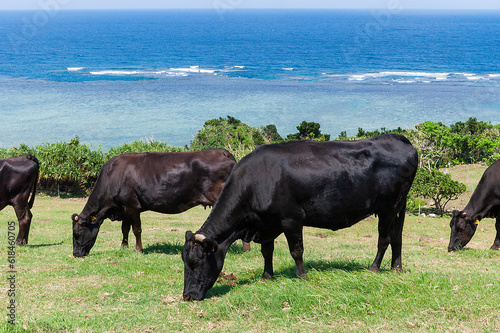石垣島の海が見える草原で草を食む牛