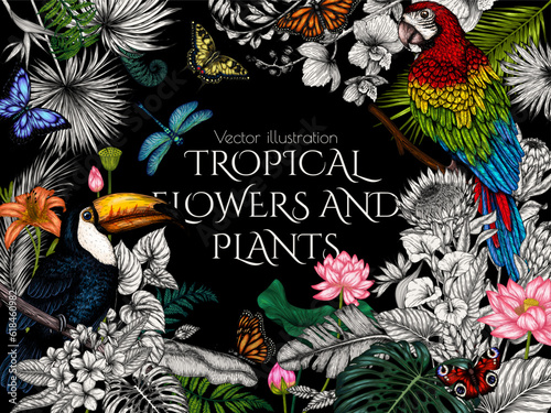 Vector frame of a toucan and a macaw parrot in a tropical garden with butterflies in an engraving style. Anthurium, palm and banana leaves, liviston, plumeria, zantedeschia, monstera