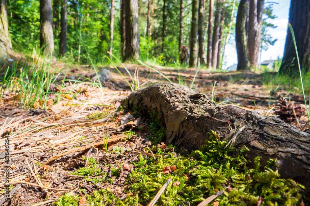 Close-up roots of pine in forest. Low point of view in nature landscape with strong blurry background. Ecology environment Close-up roots of pine in forest. Low point of view in nature landscape with strong blurry background. Ecology environment