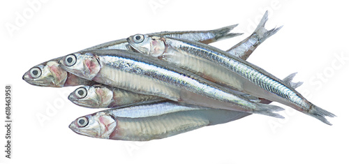 Fotografie Close up anchovies or gray anchovy isolated on transparency background