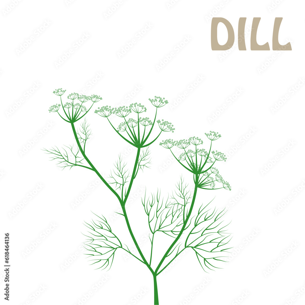 vector linear illustrations of dill, sulfur root sketch, fennel