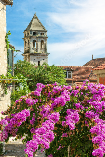 Bougainvillea bush in the center of the medieval city of Omish. Croatia