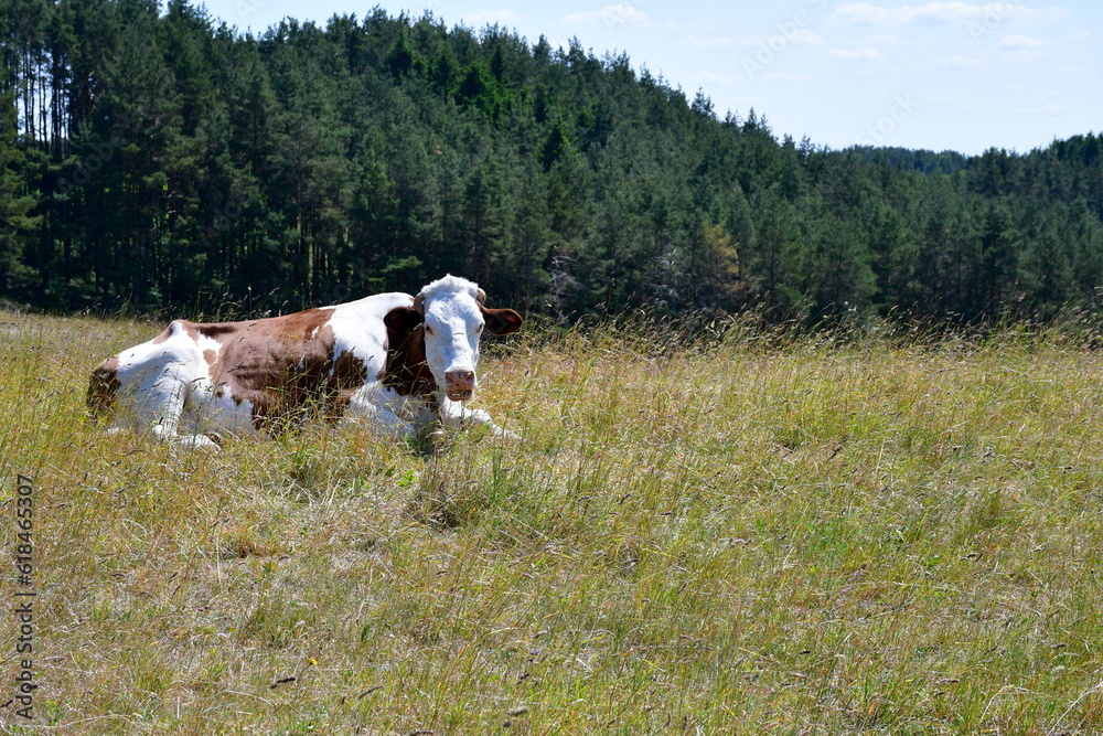 A close up on a black, brown, and white cow grazing and resting in the sun in the middle of a field, meadow, or pastureland located next to a vast forest or moor seen in Poland in summer