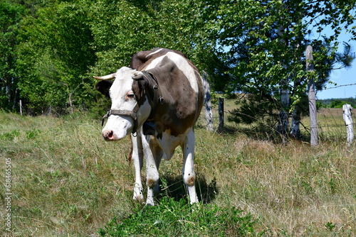 A close up on a black  brown  and white cow grazing and resting in the sun in the middle of a field  meadow  or pastureland located next to a vast forest or moor seen in Poland in summer