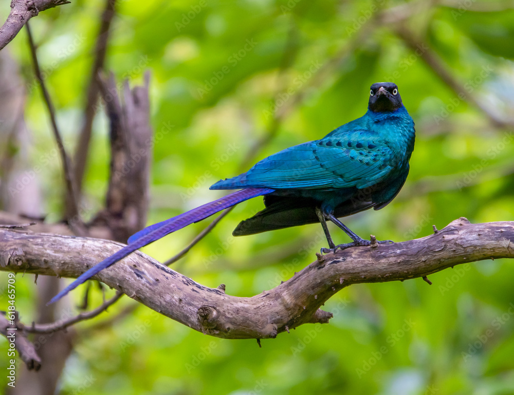 Naklejka premium Glossy starling