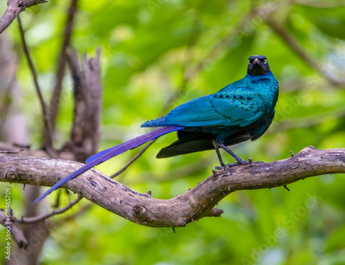 Glossy starling