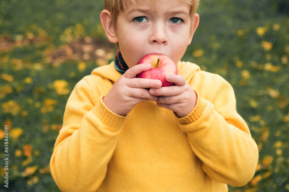 Young Child in the Apple Orchard after Harvesting. Small Toddler Boy Eating a Big Red Apple in the Fruit Garden at Fall Harvest. Basket of Apples on a Foreground. Autumn Cloudy Day, Soft Shadow. Young Child in the Apple Orchard after Harvesting. Small Toddler Boy Eating a Big Red Apple in the Fruit Garden at Fall Harvest. Basket of Apples on a Foreground. Autumn Cloudy Day, Soft Shadow.