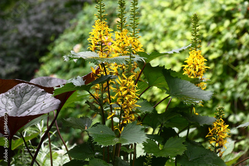 Long inflorescences with bright yellow flowers and fresh large gear green leaves of a ligularia przewalskii.