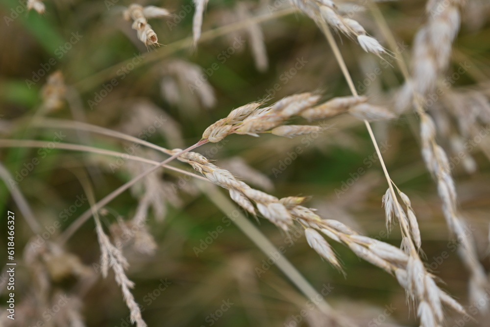 field background in close-up, summer meadow vegetation, Brown cereal spikes in close-up, field background in close-up, summer meadow vegetation, Brown cereal spikes in close-up,