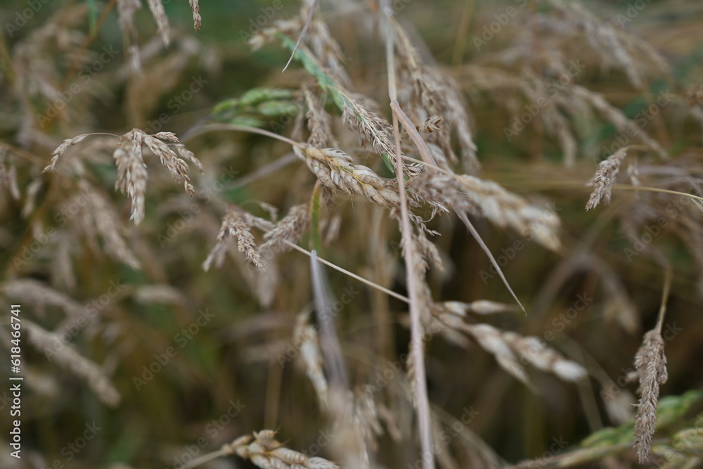 brown wild spikelets of field cereals field background in close-up, summer meadow vegetation brown wild spikelets of field cereals field background in close-up, summer meadow vegetation