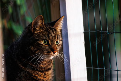 serious cat on window looking away